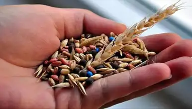 14 Tohum Şirketine Rekabet Soruşturması Başladı