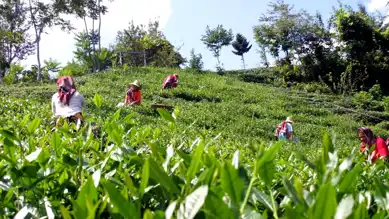 ÇAYKUR'da Randevulu Yaş Çay Alımı Başlıyor