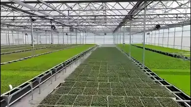 Bafra ve Çaycuma'da Sera OTB'leri Üretime Geçti