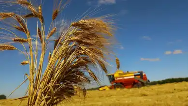Buğday Rekoltesi 18,65 Milyon Ton Olacak