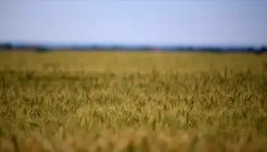 Tarım Girdi Maliyetleri Tehlikeli Seviyeye Ulaştı