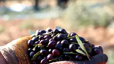 Türkiye'de Zeytin Rekoltesi Rekor Kırdı!